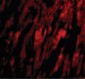 BAP29 / BCAP29 Antibody (Internal)